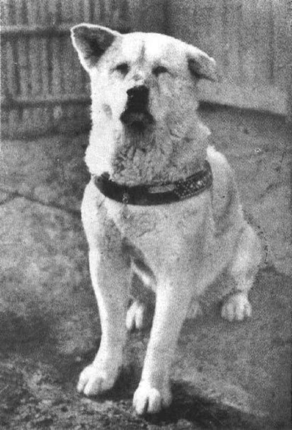 pies-hachiko2x