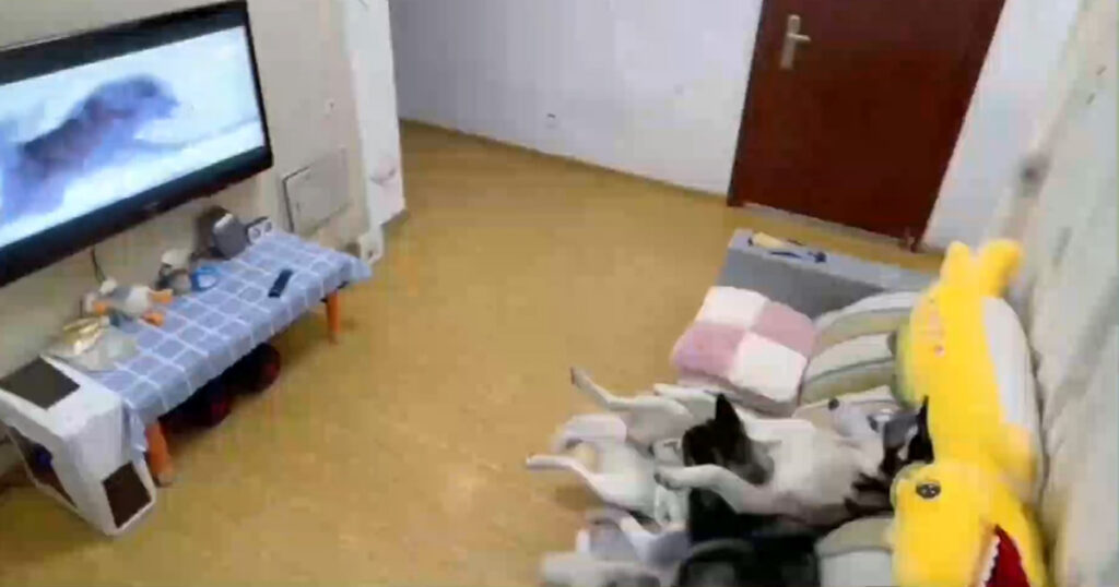 Dwa wtulone w siebie husky oglądały TV. Nie do wiary, co zrobiły gdy - Co Dziewczyny Robią Gdy Są Same W Domu