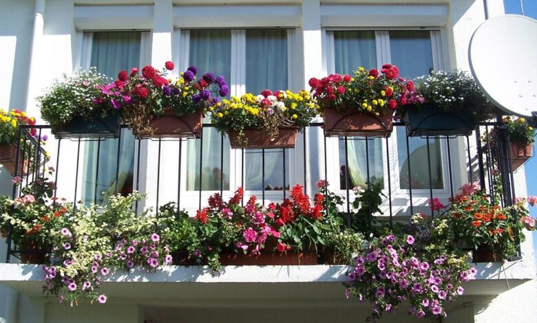 Kolorowe kwiaty na balkon